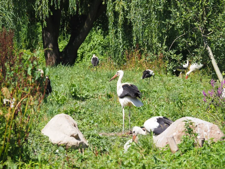 NaturOparC Hunawihr, Alsace (France)